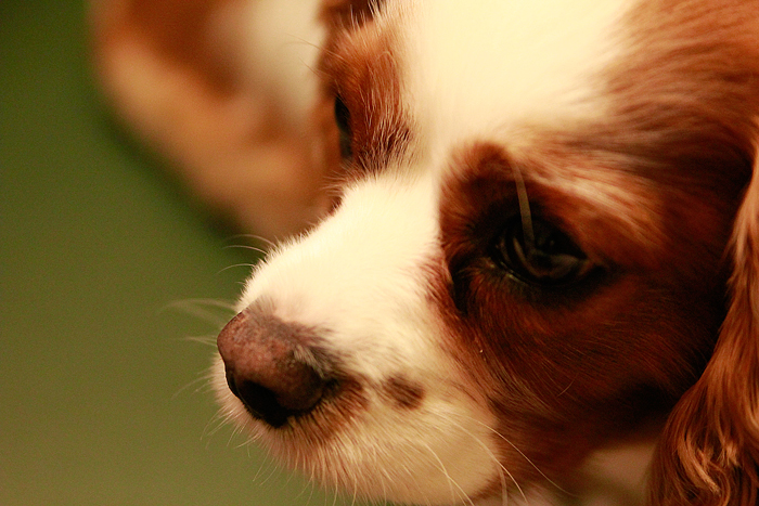 Cavalier-king-charles-spaniel-harrison-ford