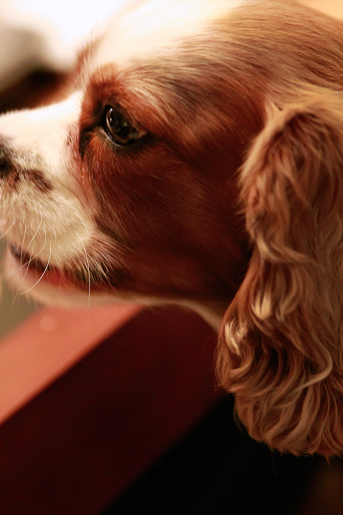 harrison-ford-april-golightly-cavalier-king-charles-spaniel